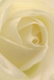 You are drawn into the tranquil centre of this white rose, every cream-hued petal forming a delicate swirl-almost as if embracing a whisper of light reflecting off the grand architecture of Knightsbridge. Gentle shadows fall within the ivory folds, offering a sense of depth and calm dignity. The texture suggests a soft, velvety touch, and an air of quiet majesty lingers-akin to a fresh bouquet awaiting delivery on a still morning along Hans Crescent. The atmosphere is peaceful, a perfect symbol for moments of sympathy, admiration, or lasting affection. To a florist's eye, this bloom captures the very soul of mindful artistry: it's the result of precise arrangement and heartfelt intention, echoing the understated luxury of the Knightsbridge community. The nearly translucent outer petals hint at delicate beauty, while the rose as a whole radiates serenity and innovation-a fitting choice for making any expression both memorable and meaningful.